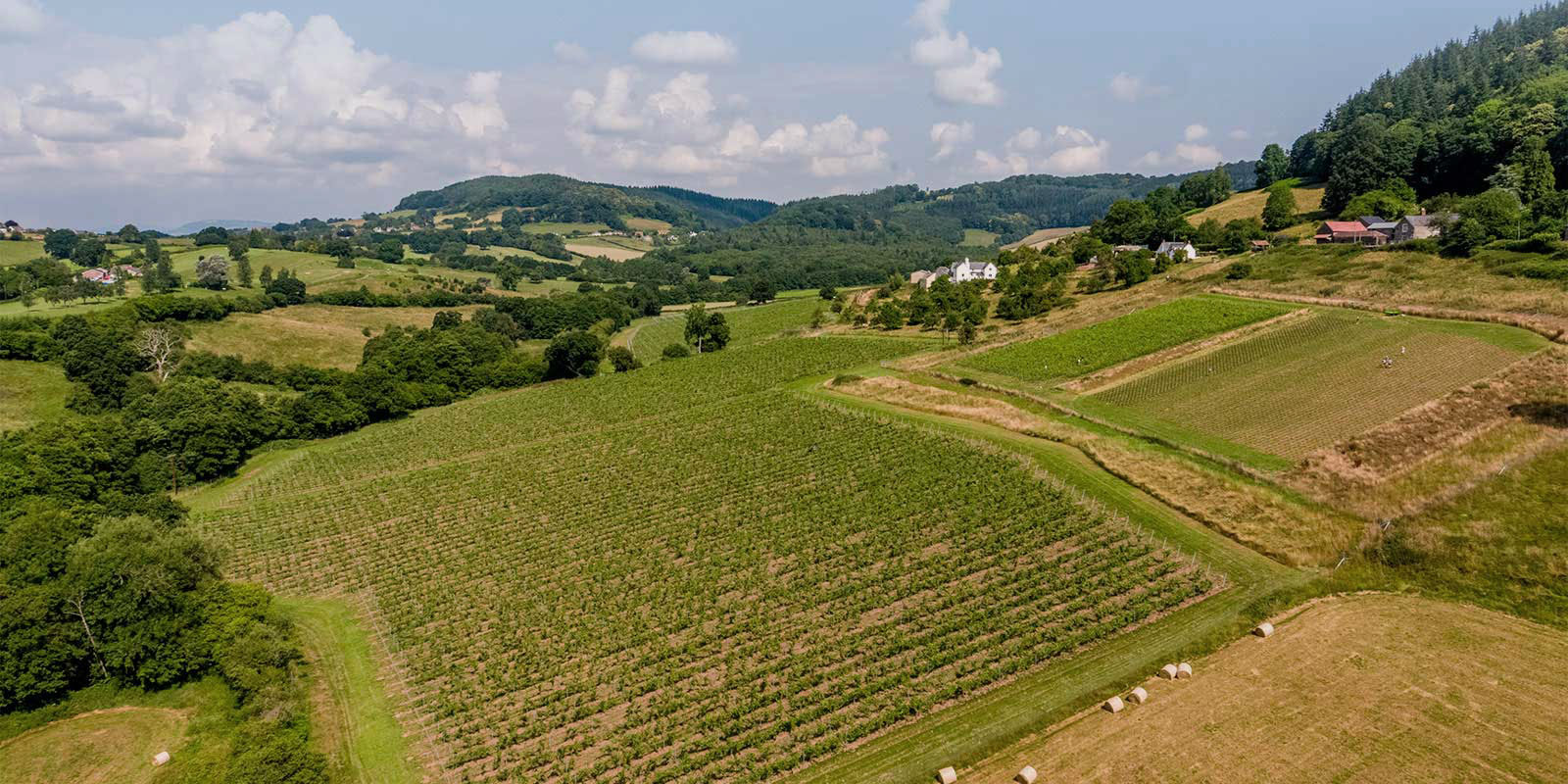 Mae hi'n Wythnos Gwin Cymru! | This week is Welsh Wine Week!