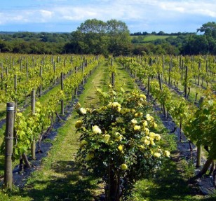 Welsh Wine Week - Glyndwr Vineyard | Wythnos Gwin Cymru - Glyndwr Vineyard