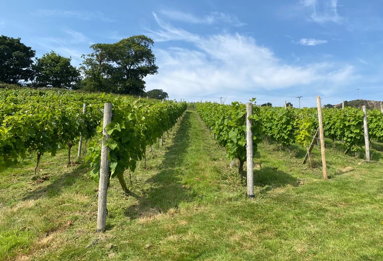 Wythnos Gwin Cymru - Gwinllan Conwy | Welsh Wine Week - Gwinllan Conwy