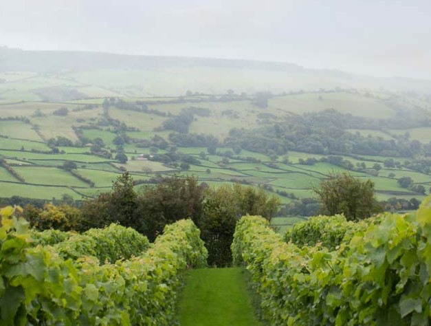 Wythnos Gwin Cymru - Montgomery Vineyard | Welsh Wine Week - Montgomery Vineyard