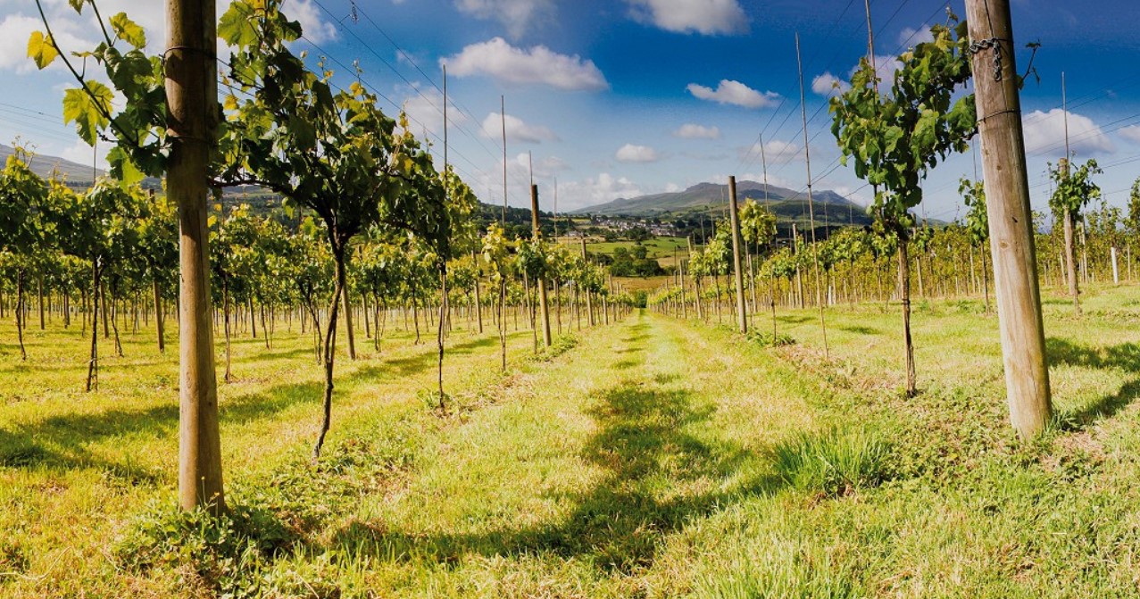 Wythnos Gwin Cymru - Pant Du | Welsh Wine Week - Pant Du