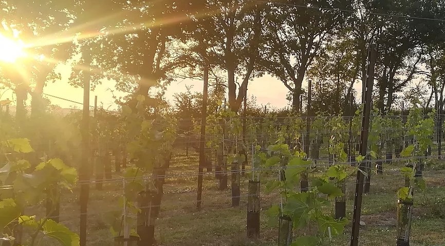 Velfrey Vineyard Naturiol at Blas ar Fwyd