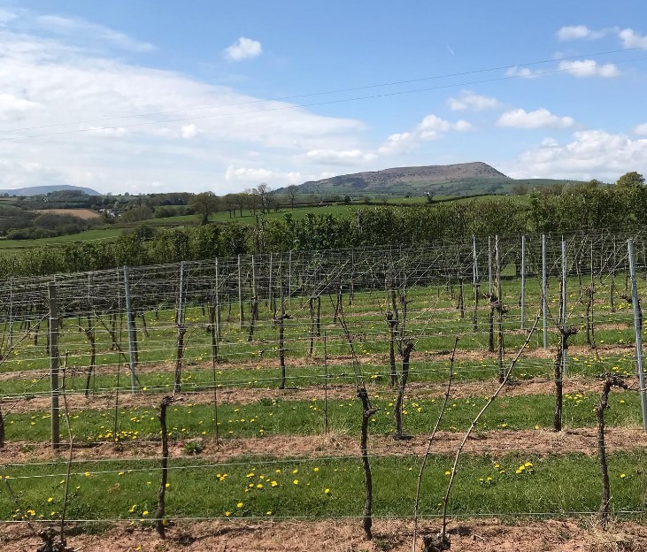 Wythnos Gwin Cymru - White Castle Vineyard | Welsh Wine Week - White Castle Vineyard