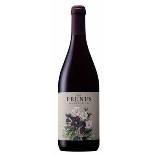 14103680 - Prunus Dao, Tinto.jpg