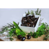 Blas ar Fwyd: Moulin de Daude Olives black with Pr