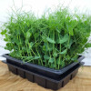 Green Up Pea Shoots Live Punnet