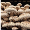 Ardd Fadarch Shitake Powder, 30g Tub