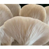 Ardd Fadarch Herbshroom Powder, 50g Tub