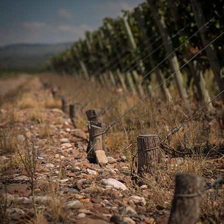 South American Wine Tasting vineyard