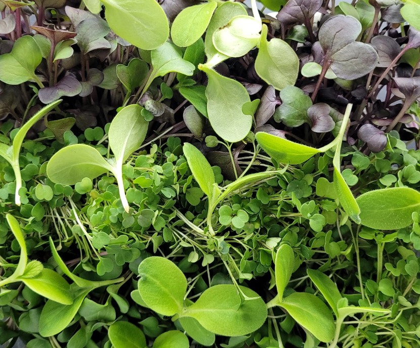 Green Up Farm mixed micros