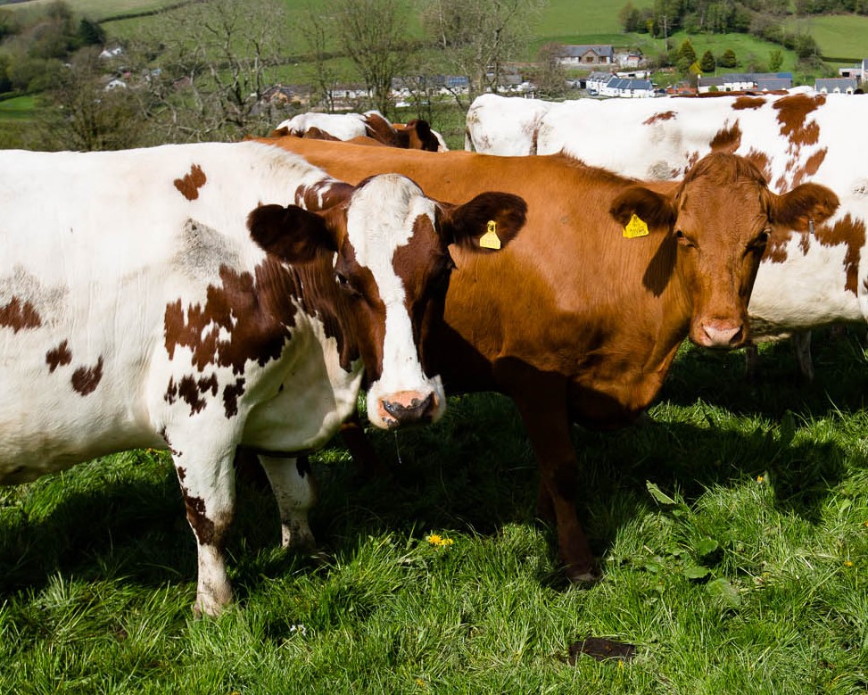 Hafod Holden Farm cows