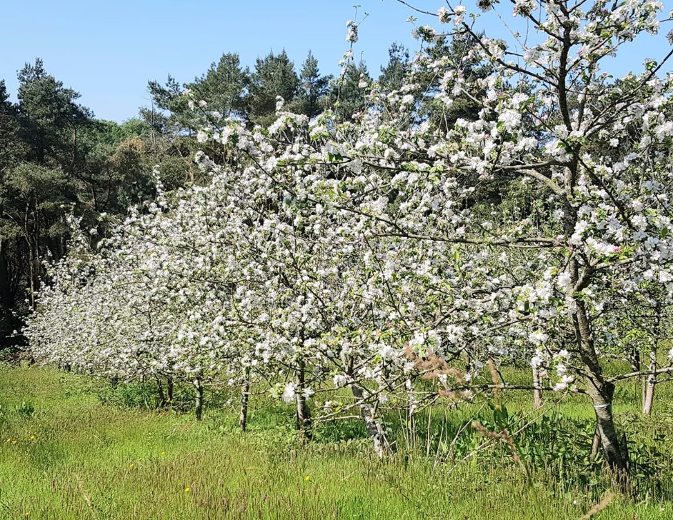 Hallets apple trees in blossom
