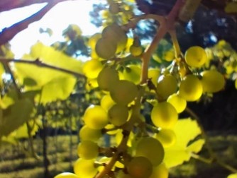 Hebron Vineyard bunch of grapes
