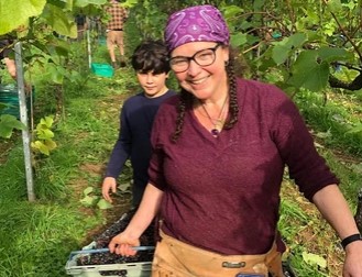 Hebron Vineyard harvesting