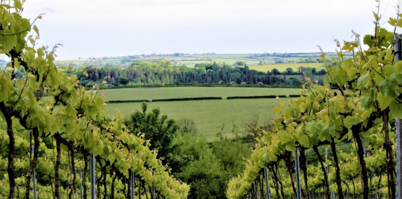 Hebron Vineyard