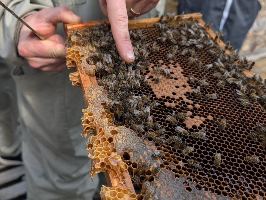 Hive Mind Mead and Brew honeycomb and bees