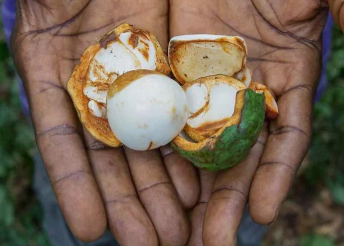 Karma Drinks kola nut in hand