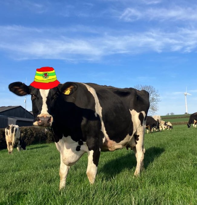Llaethdy Gwarffynnon cow in hat