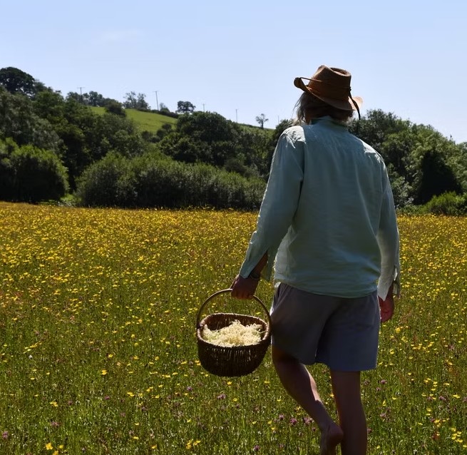 Mydflwer founder foraging in field