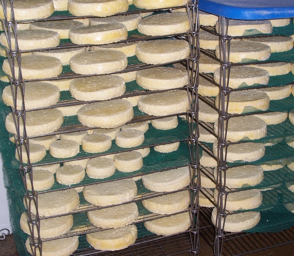 Pant Mawr cheeses on racks