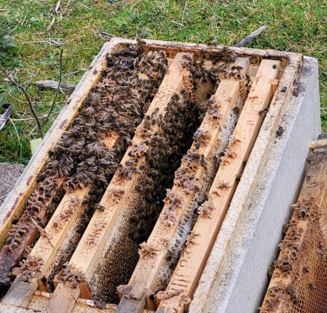 Pen y Bryn Apiary bees in hive