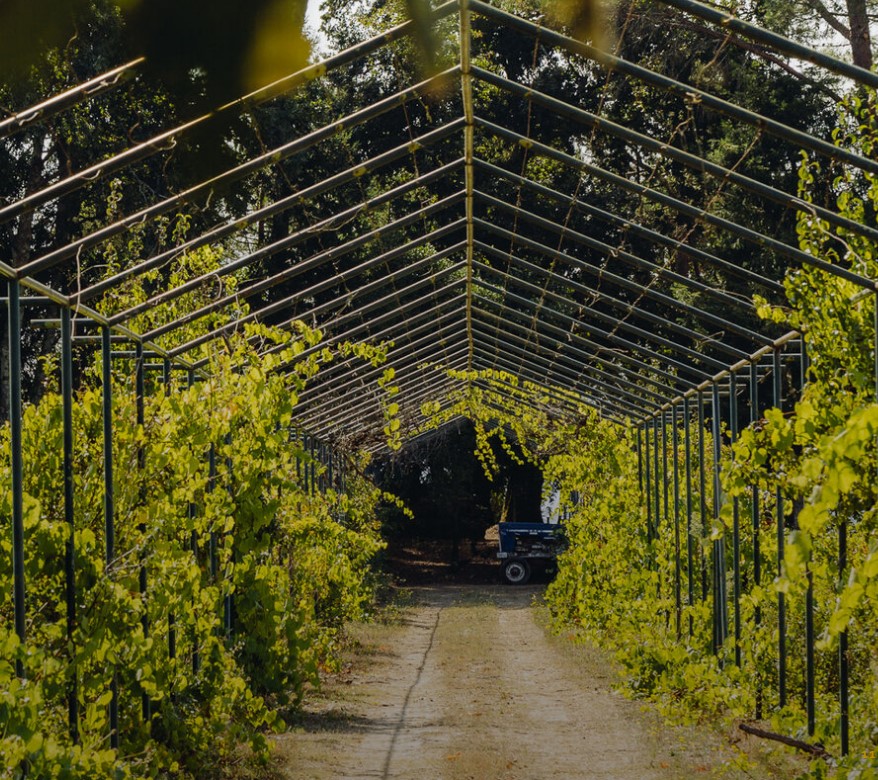 Ribeiro do Santo - vine arch
