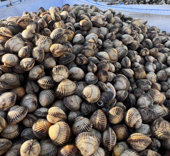 Selwyns Seafood cockles in net