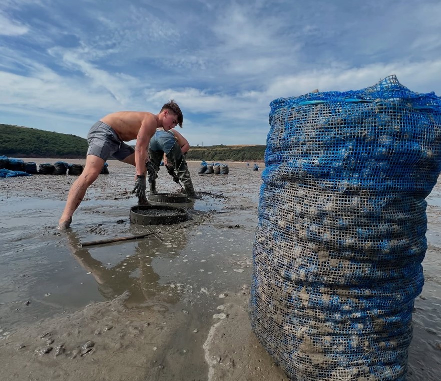 Selwyns Seafood collecting cockles