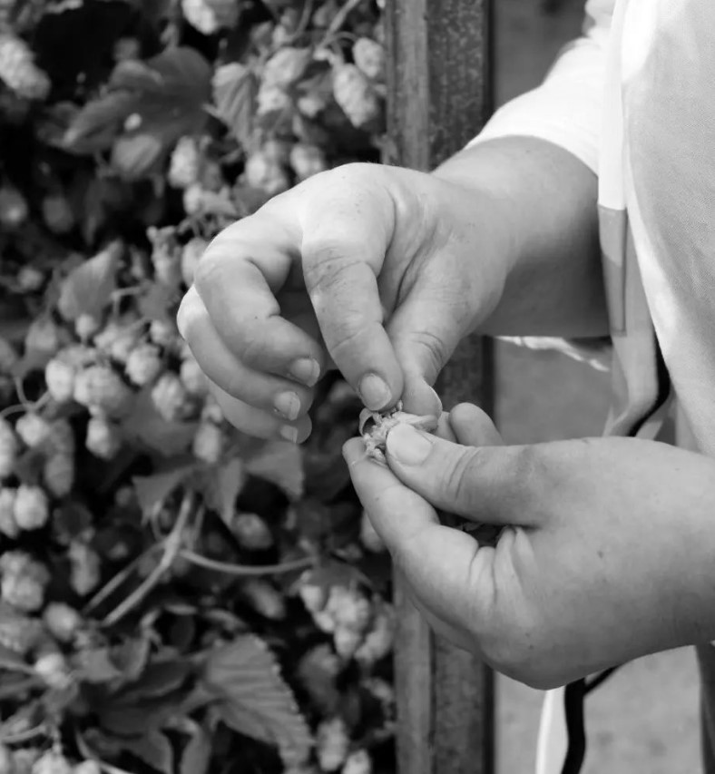 Sobremesa hands and hops