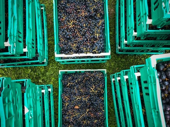 Tair Gafr Wines crates of grapes