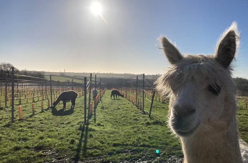 Tair Gafr Wines vineyard with alpaca