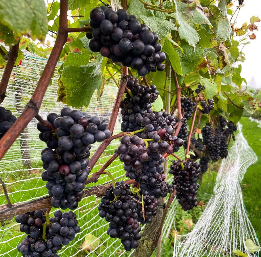 The Dell Vineyard bunch of grapes