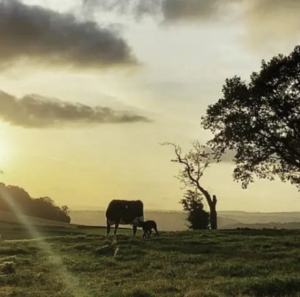 Trefaldwyn Cheese cows in landscape