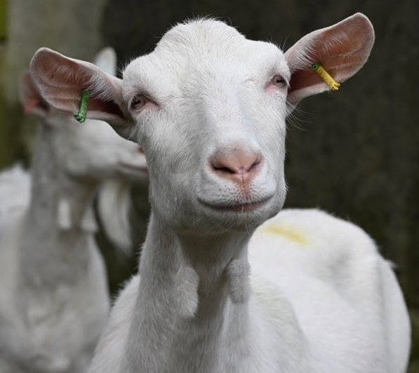 Wacky Wedge goat