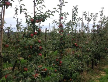 Welshcraft apples growing