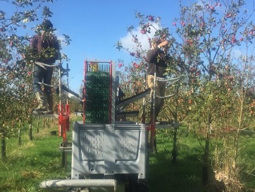 Welshcraft picking apples in orchard