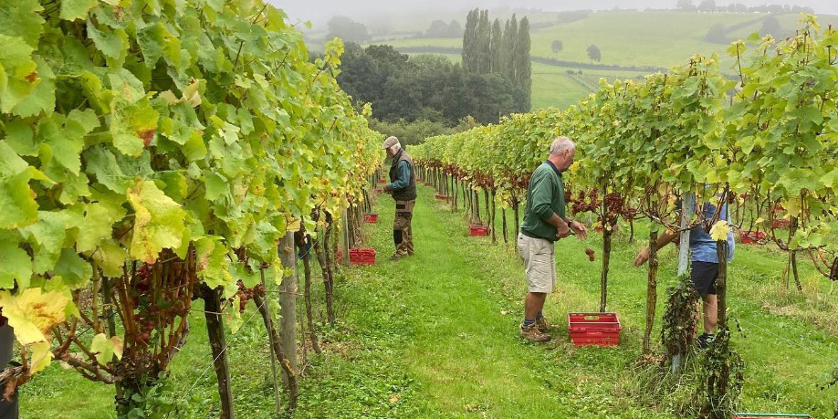 White Castle Vineyard