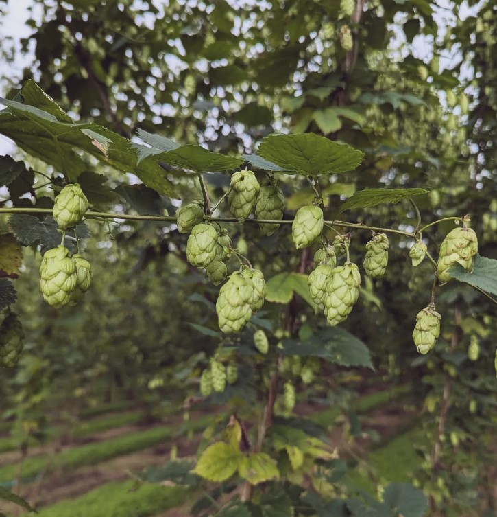 Wilderness Brewery hops