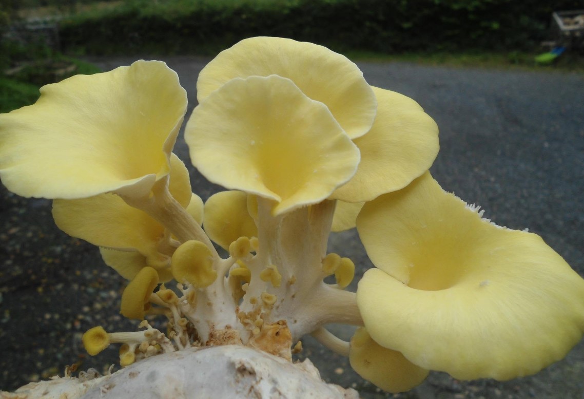 Yr Ardd Fadarch yellow oyster mushrooms